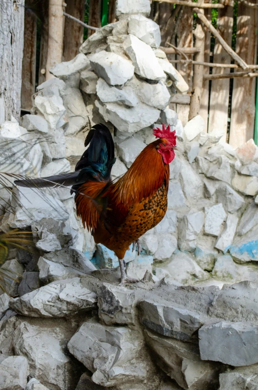 a rooster on some rocks next to a gate