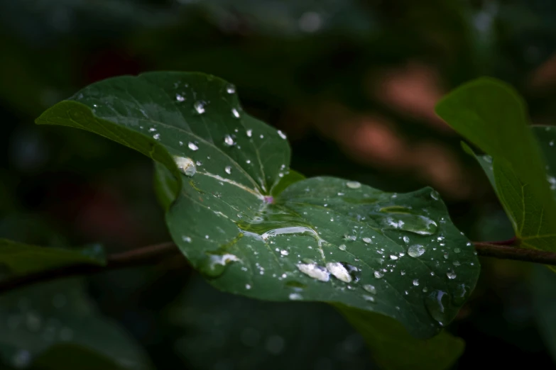 a green leaf covered in water droplets