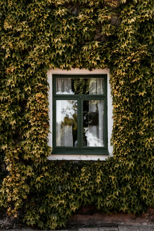 an image of a window in a wall of vines