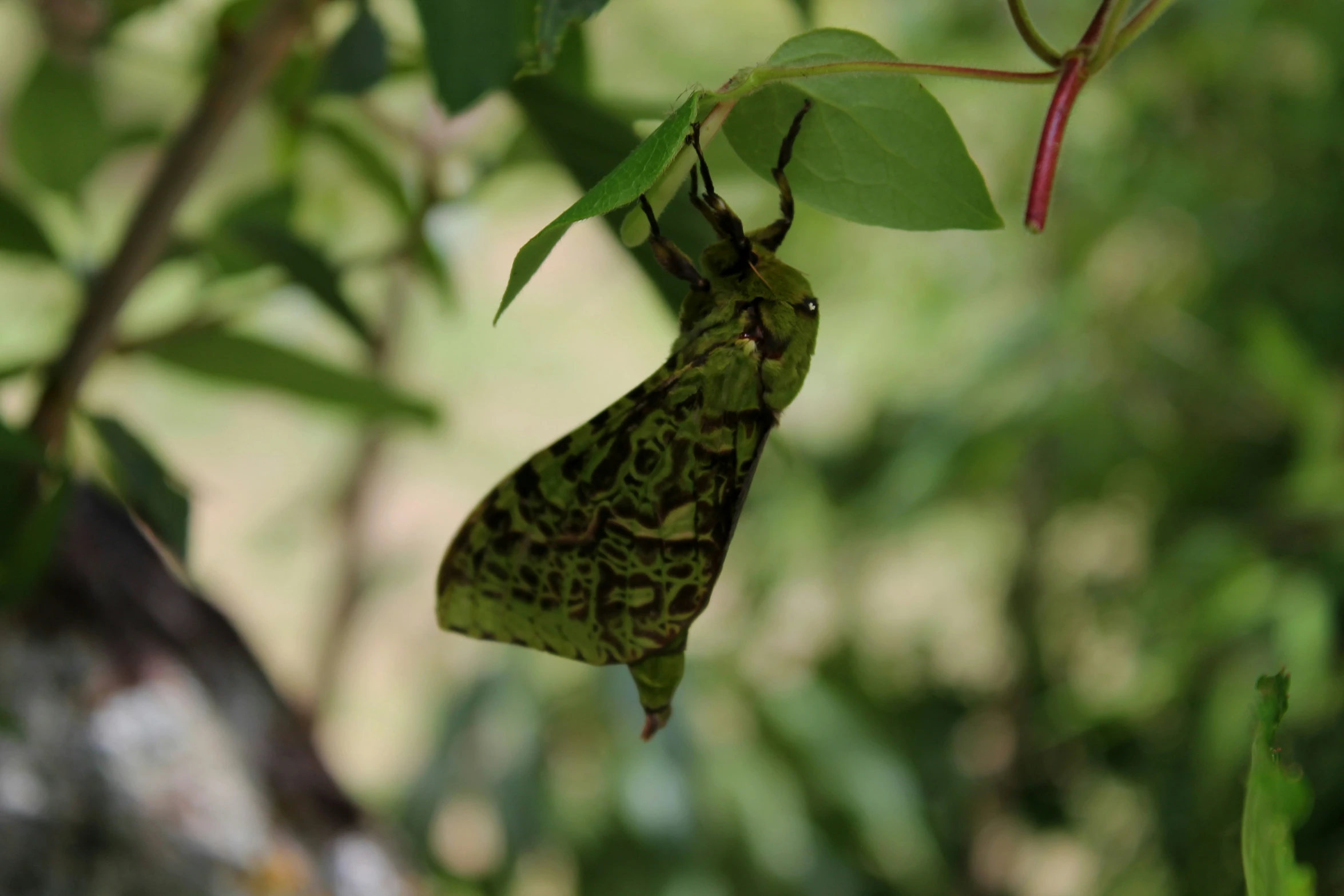 a green erfly is hanging upside down on a tree nch