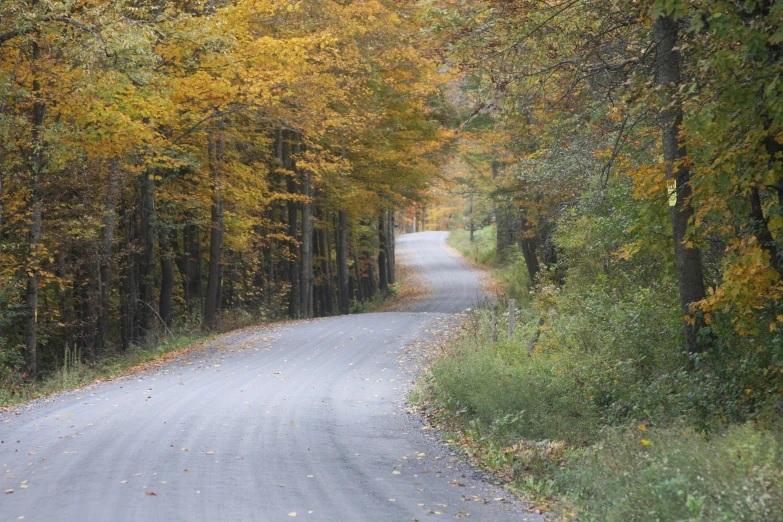 a long road with trees in the fall colors