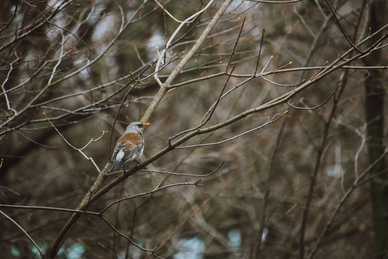 there is a bird that is perched on the nch