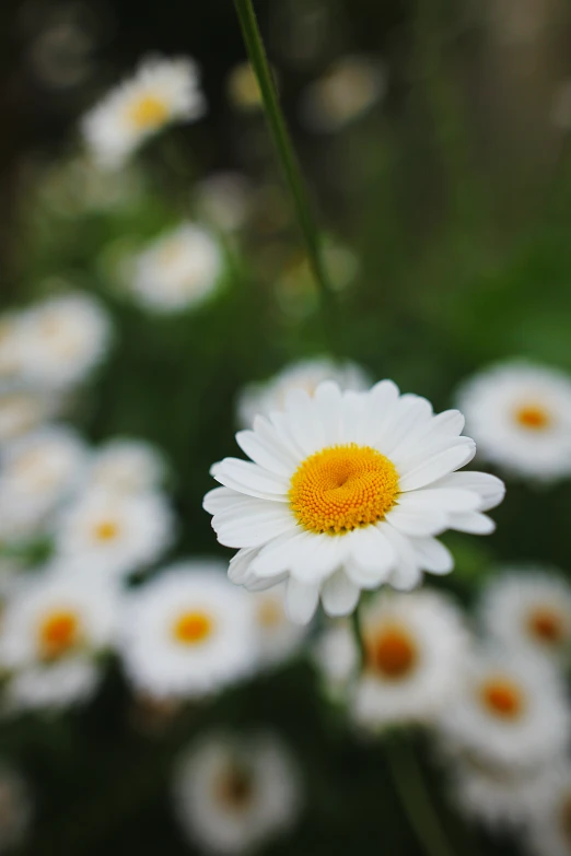 some white and yellow flowers in the middle of green grass