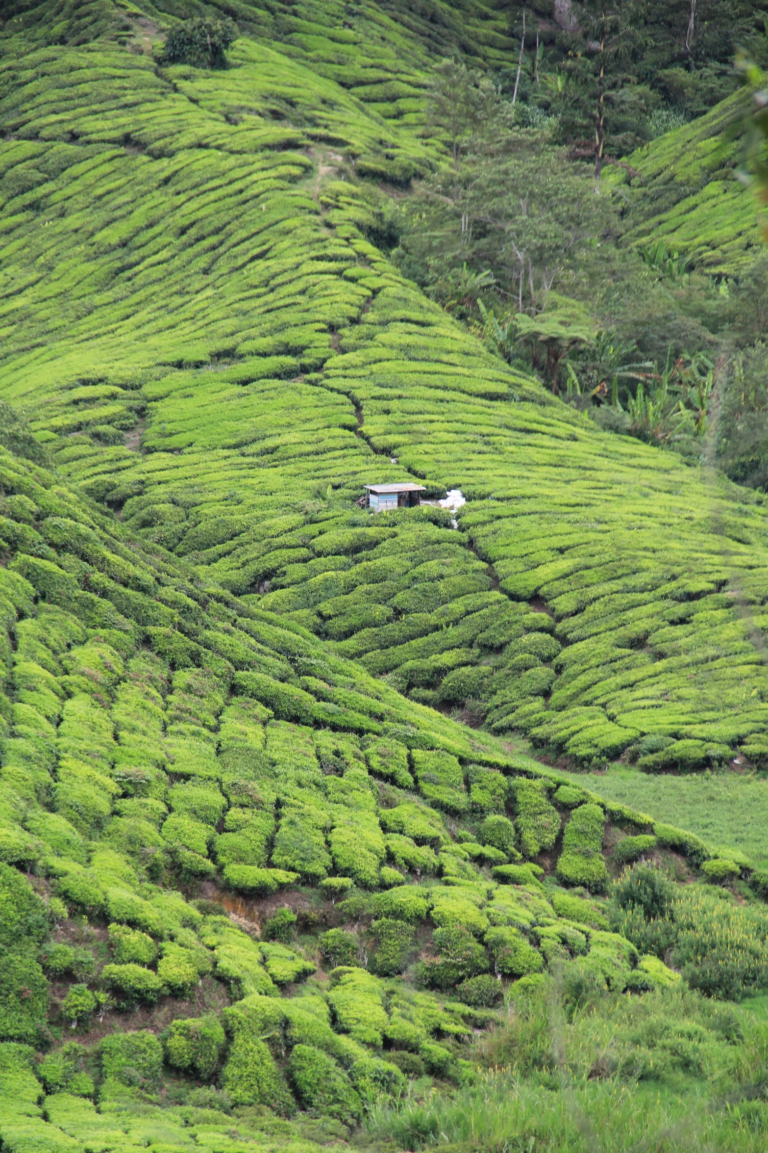 a green hillside covered in tea bushes