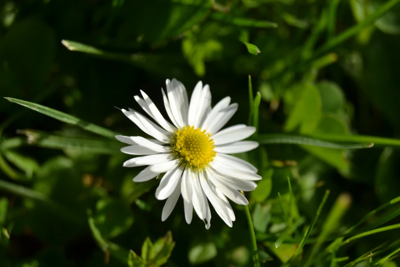 an image of a very nice white flower