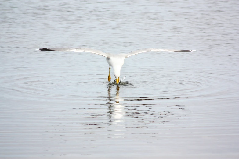 a large white bird with its beak open swimming in a body of water