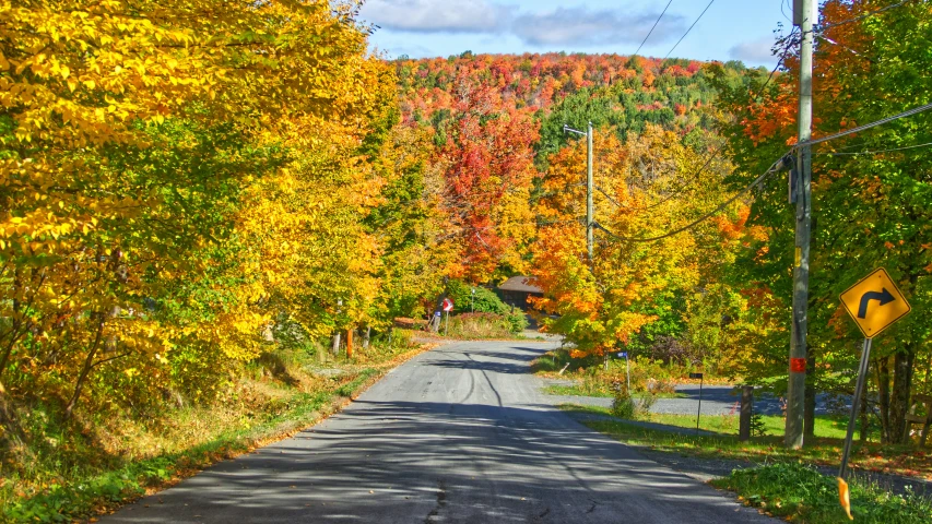 trees with fall colors on both sides of a road