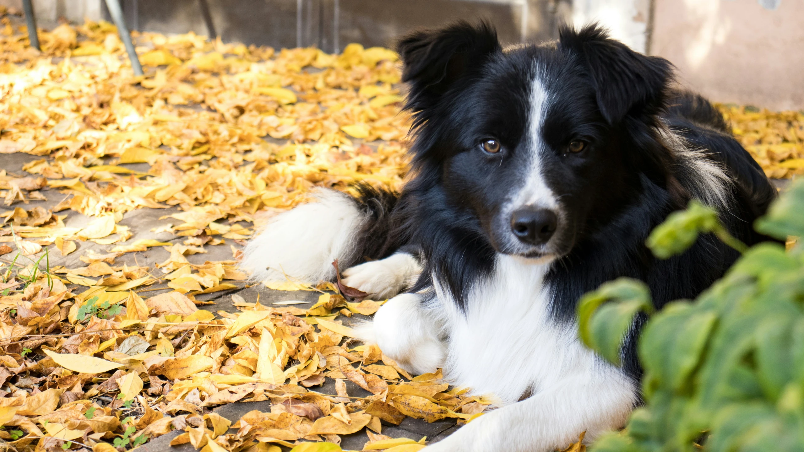 a black and white dog is laying on yellow leaves