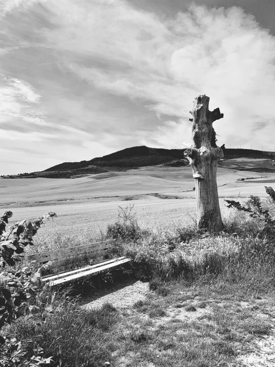 black and white po of an old tree in a barren field