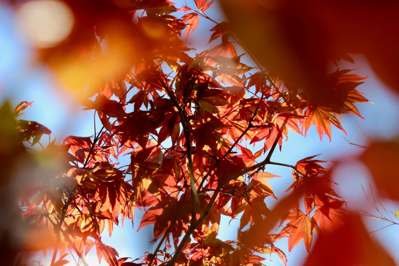 bright leaves of a tree, viewed through the nches of their leaves