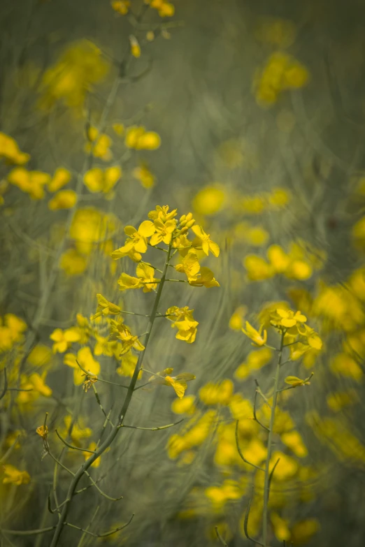 a yellow flower that is in the grass