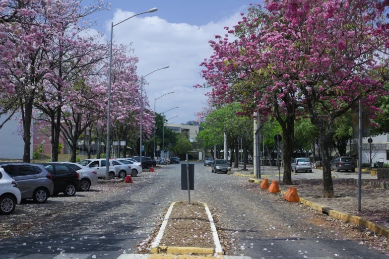 a tree lined street that has flowers on it