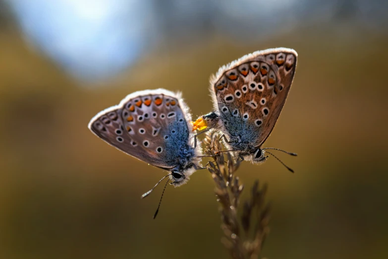 two erflies on a plant with no leaves