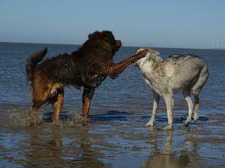 the dog and the dog are playing in the water