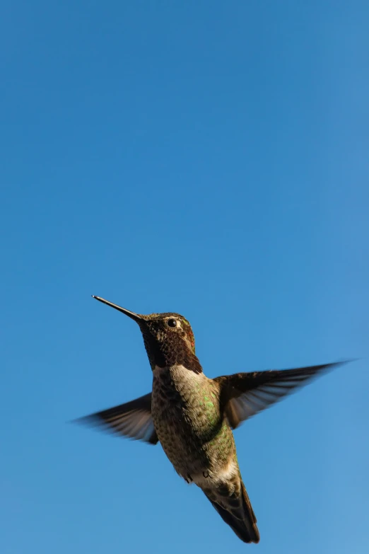 a hummingbird flying in the sky at day