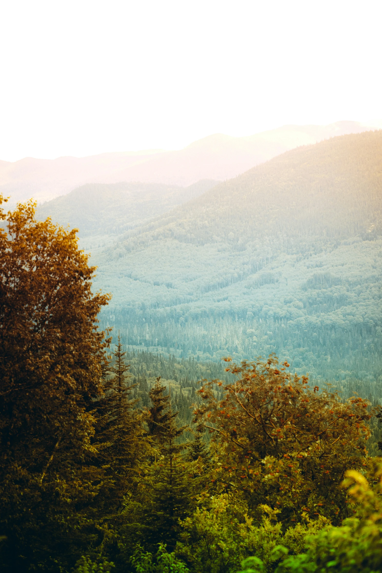 a forest scene with trees in the foreground