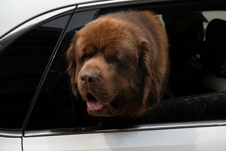 a large dog that is sticking his head out the window