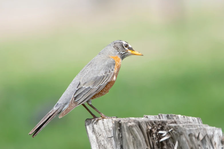 a gray and orange bird on top of a wooden stump