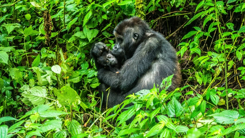 an adult gorilla standing in the green forest