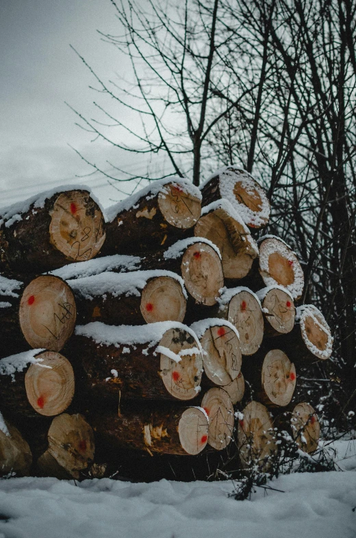 tree stumps sit in the snow, with snow on them