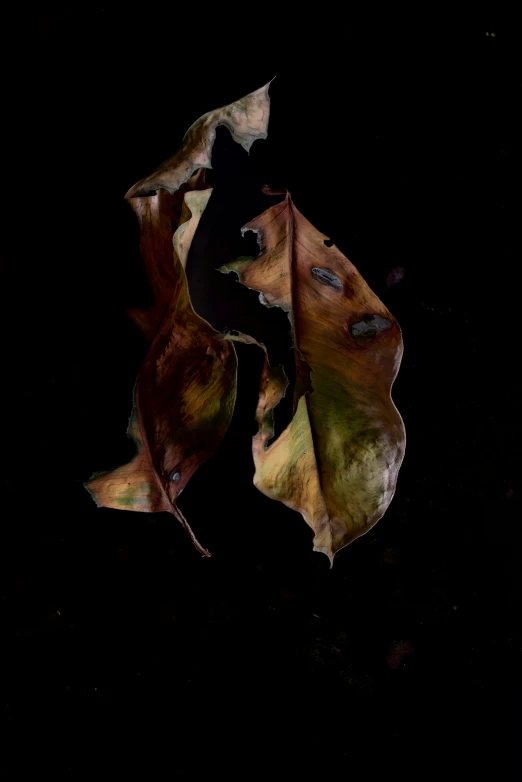 a group of leafs with spots of brown