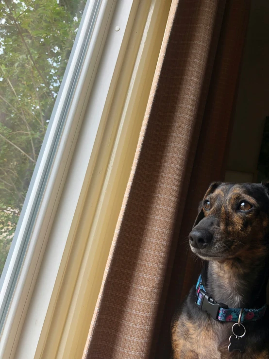 a dog looking out of an open window