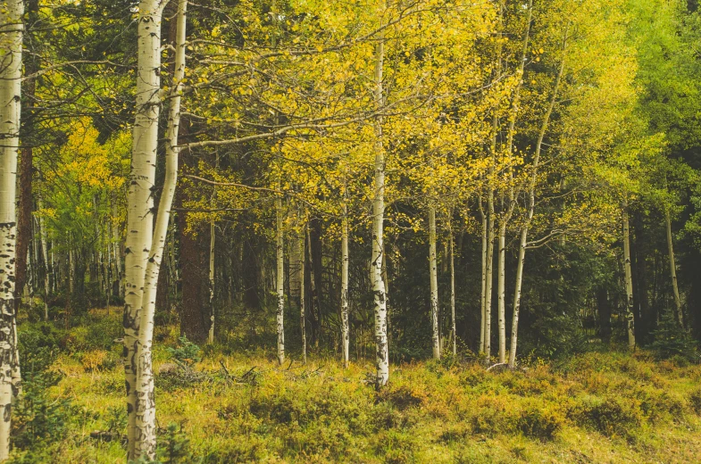 a forest with tall trees and lots of green grass