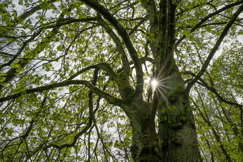 a tall tree that has a bunch of leaves on it