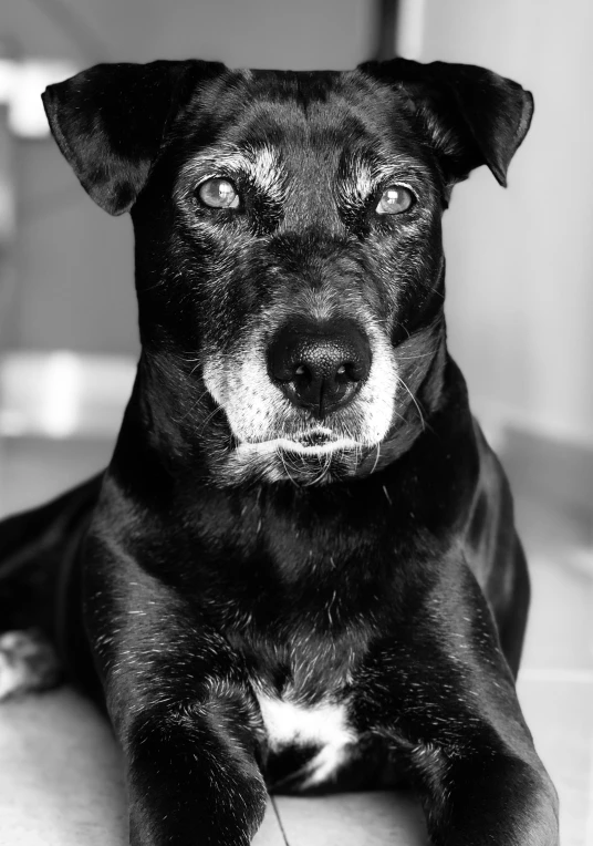 a dog with brown spots lying down on the floor