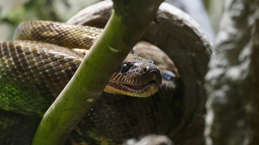 an ornately colored snake poking his tongue out