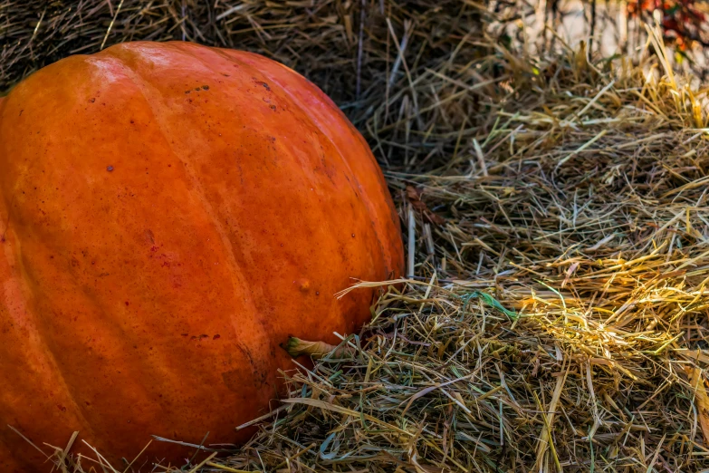 a orange pumpkin laying down on top of a pile of hay