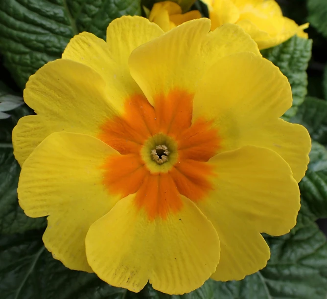 a close up of yellow and red flowers