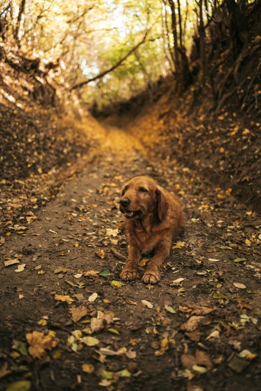 a dog is sitting on the ground looking up