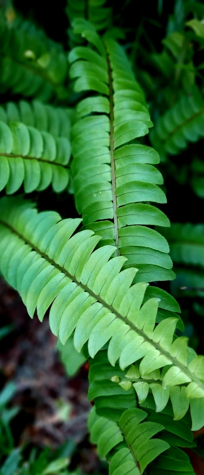 there is a very close s of this plant