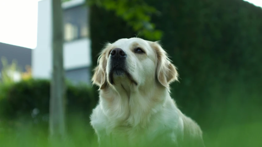 a dog looks up while sitting in the grass