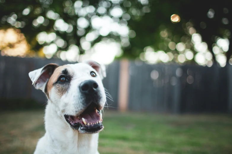 a large white and brown dog sitting on top of a field