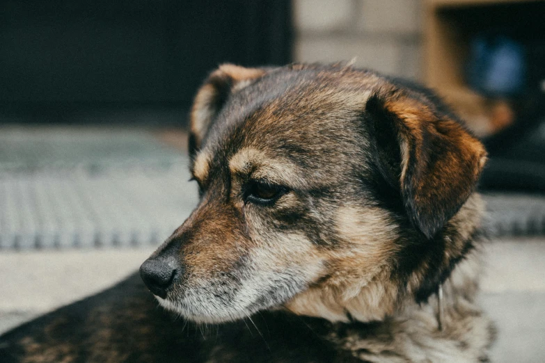 this is a close up of a large dog's face