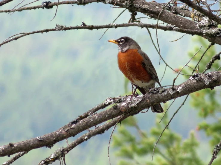 a bird is sitting on the nches of a tree