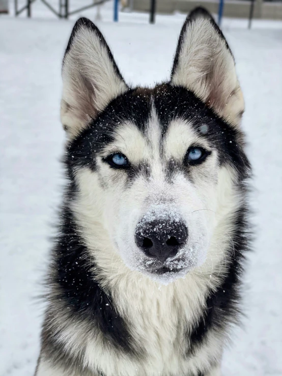 dog looking intently at the camera in the snow