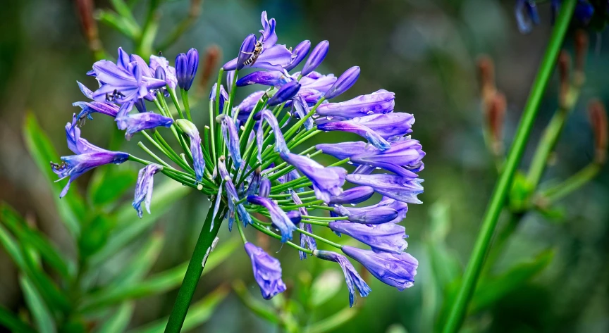 an close up of some blue flowers