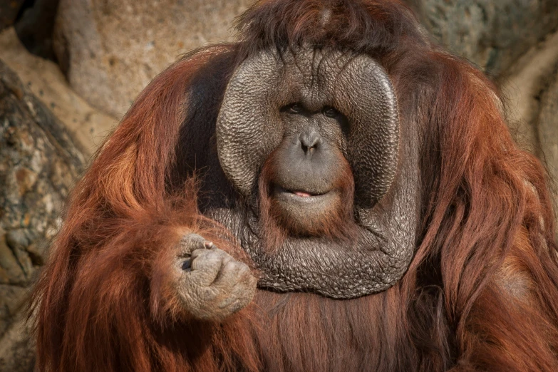 a close up image of an oranguel with its tongue out