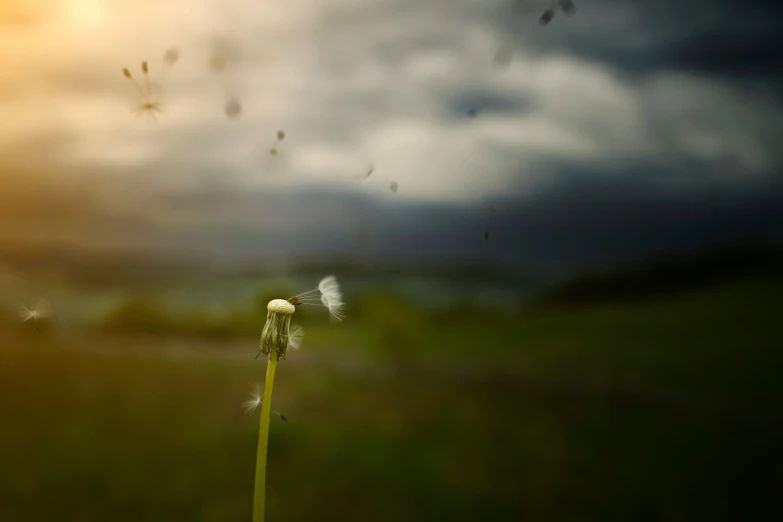 there are several flowers blowing in the wind