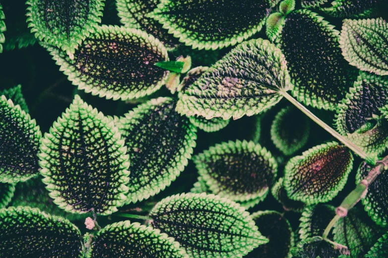 a green and purple plant with small leaves