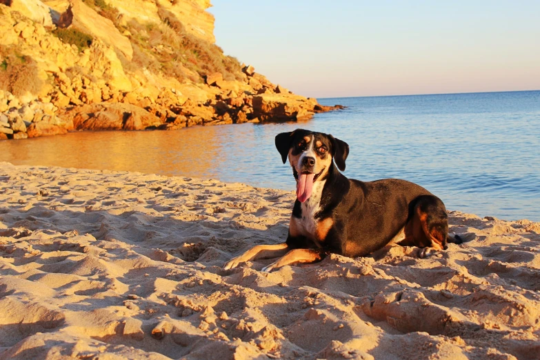 a dog laying on a beach in front of a cliff