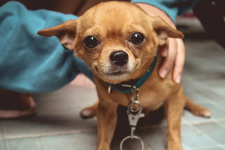 a small brown dog holding on to a leash