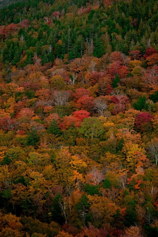 an area with many trees that are color with fall foliage