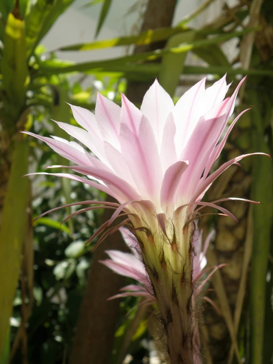 an image of an exotic flower that looks like a cactus