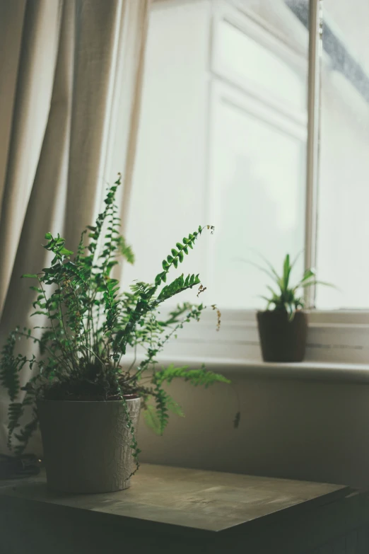 potted plant sitting next to a window with white curtains