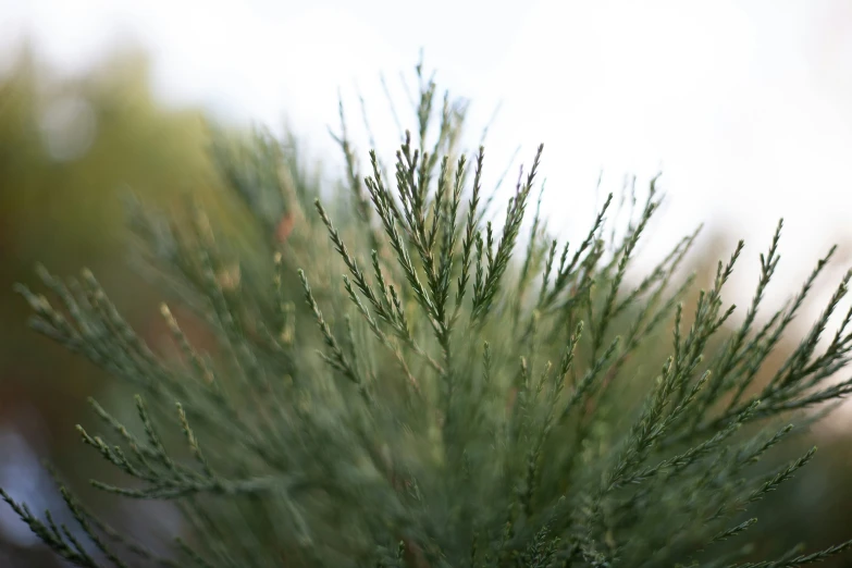 a small green plant is shown growing from the tree