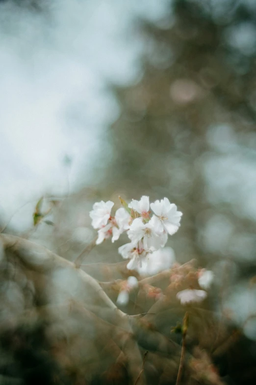 the flower on a nch in the forest